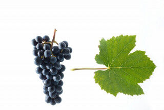 tagAlt.11253232 Pinot noir grapes with a vine leaf