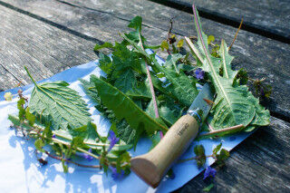 tagAlt.Foraging herbs cuttings knife Cover