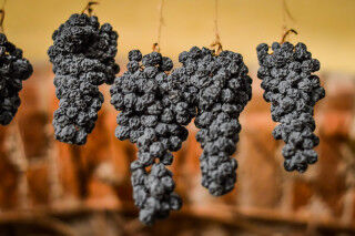 tagAlt.Grapes allowed to dry, traditionally on straw mats to make italian Amarone wine.