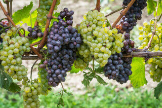 tagAlt.Pinot Grigio grape variety. Pinot Grigio is a white wine grape variety that is made from grapes with grayish, white red, and or pu