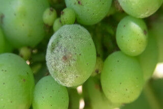 tagAlt.Powdery mildew on white grapes Cover