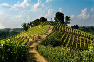 tagAlt.Roero Piedmont vineyards hilltop Cover