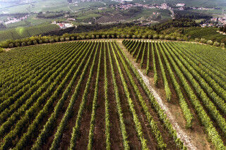tagAlt.Tedeschi winery vineyards Fabriseria Cover 20210218