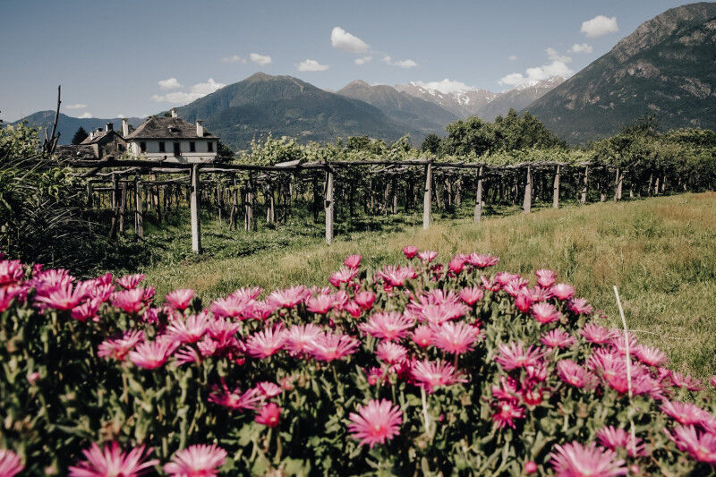 tagAlt.Alto Piemonte wines flowers vineyards Cover