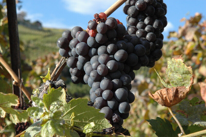 tagAlt.Grape in italian countryside