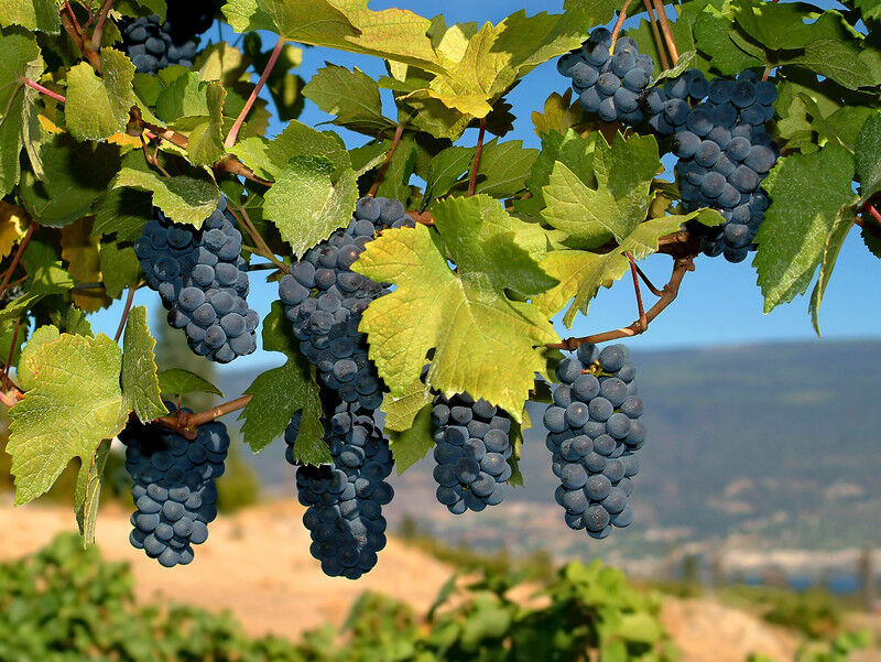tagAlt.Merlot grapes