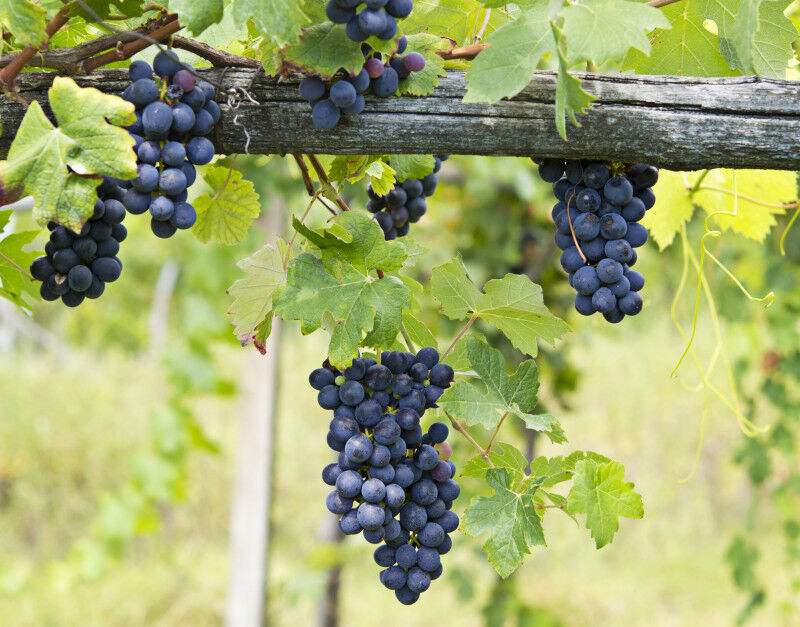 tagAlt.Vineyard grape cluster. Barbera