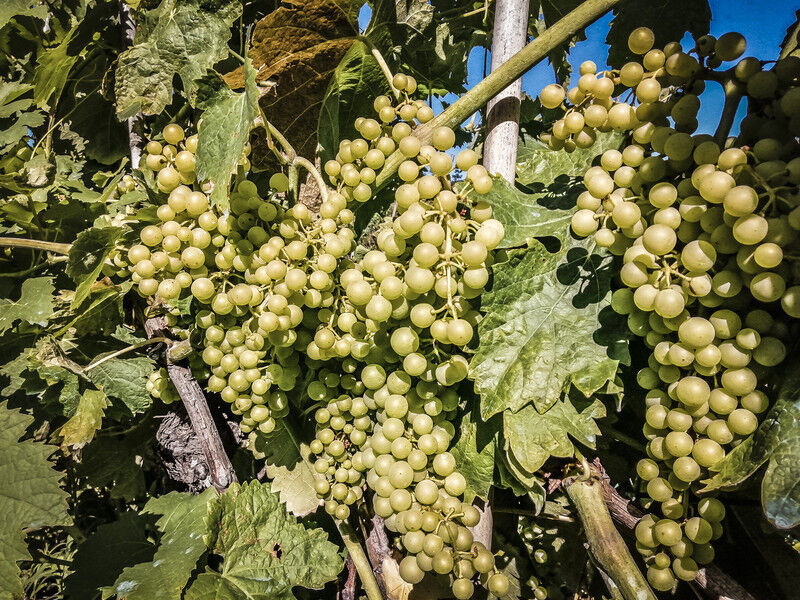 tagAlt.White grapes of Liguria for produce vermentino wine