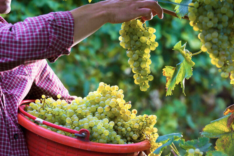 tagAlt.White grapes general harvesting Garda 2
