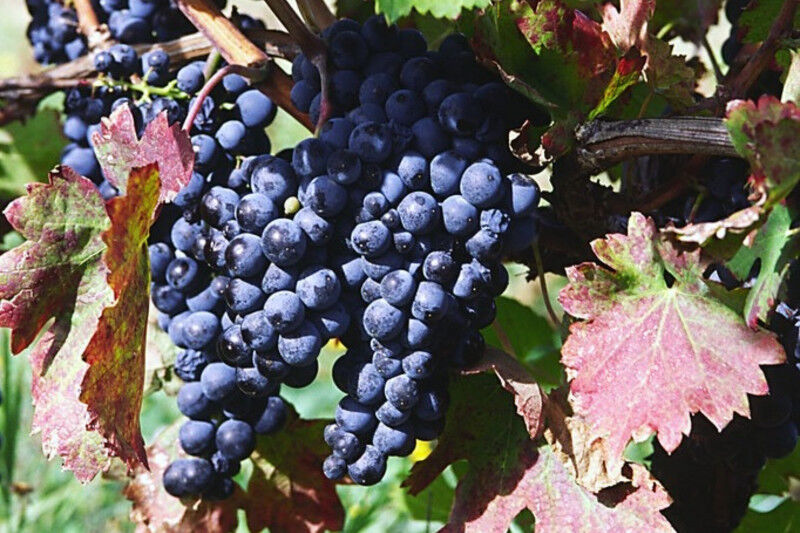 tagAlt.aglianico grapes 20211203