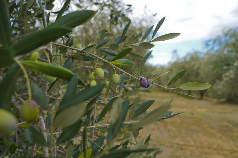 tagAlt.oil olive 202111206
