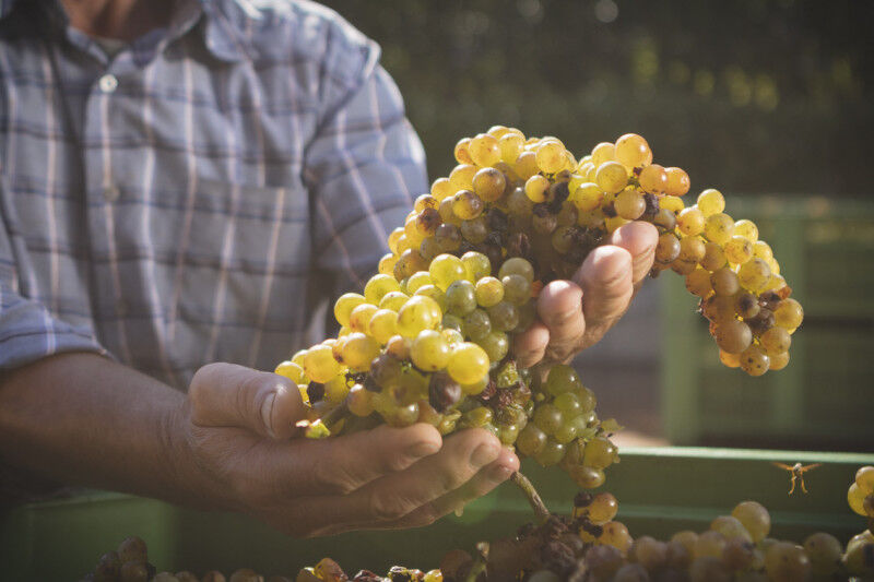 tagAlt.winemaker Turbiana   grape variety 20211104