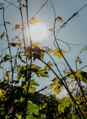 tagAlt.Alto Piemonte vineyards Nebbiolo sunshine 7