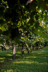 tagAlt.Bellussi viticulture practices 5
