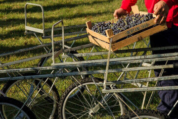 tagAlt.Bertani bikes grape harvest 6