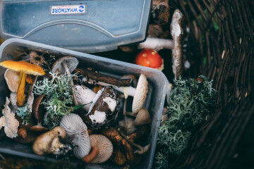 tagAlt.Box of foraged mushrooms 7