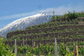 tagAlt.Etna wine terraces Carricante grapes 7
