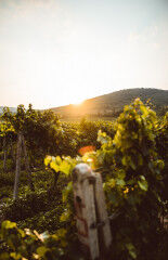 tagAlt.Lake Garda vineyards 7
