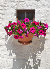 tagAlt.Puglia hanging flower 5