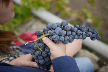 tagAlt.Red wine grapes hands wine 6