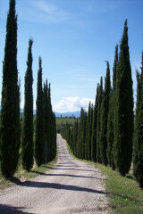 tagAlt.Tuscan countryside road cypress 7