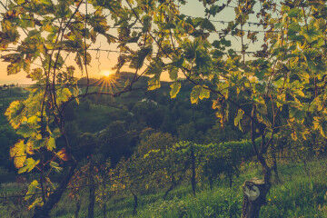 tagAlt.Tuscany and Umbria countryside vineyards panorama 5
