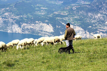 tagAlt.Valtènesi countryside shepherd pastoral 6