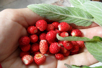 tagAlt.Wild strawberries found food 6