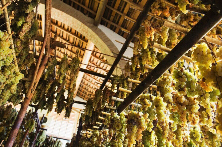Trebbiano and Malvasia Trauben hanging to Dry for Making Vin Santo