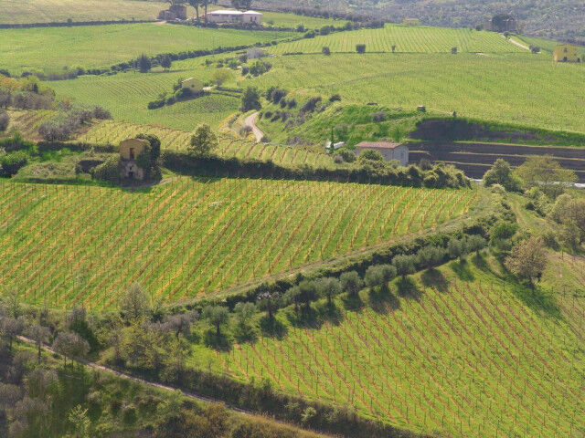 aglianico-vineyard-20211203