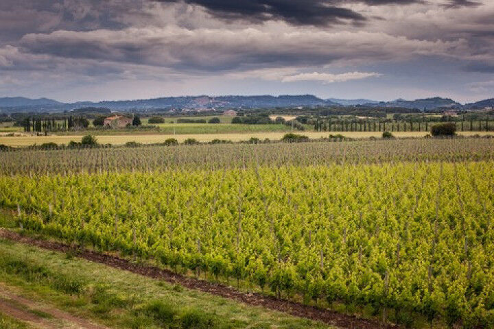 Bolgheri_Tuscany_ Italy_Grapes_ vineyard_202200822