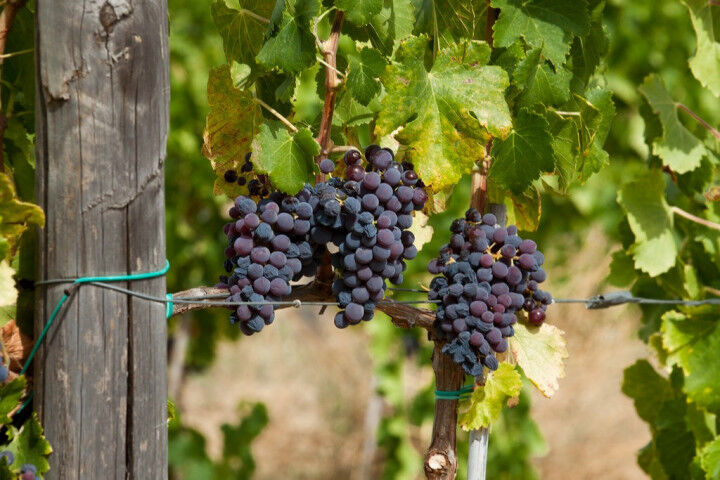 Cannonau Grape