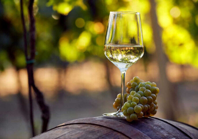 chardonnay_wine_grapes_20220823