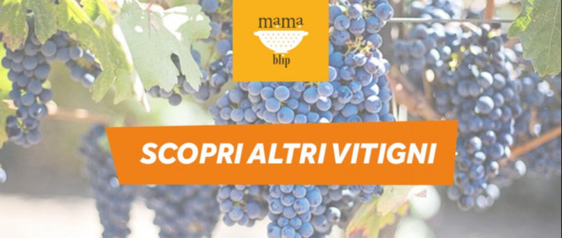 discover_grapes_varieties_en
