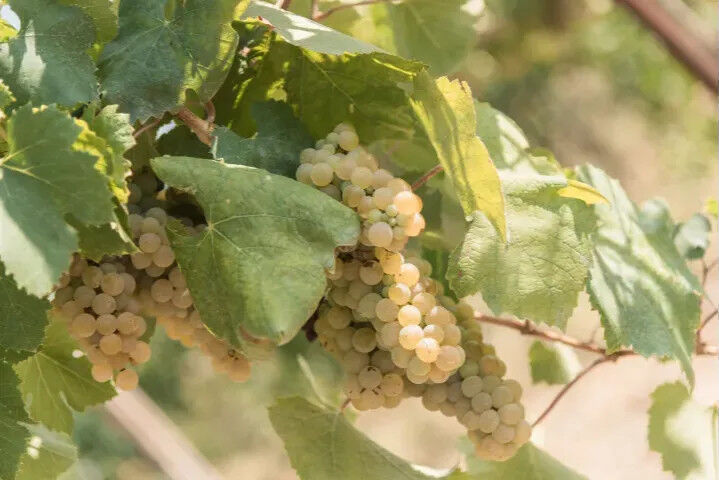 grapes-greco-tufo-20020503