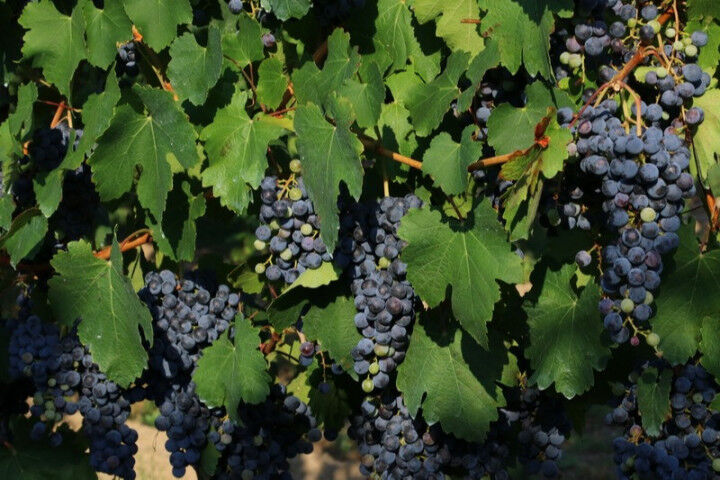 grapes-lambrusco-30178134