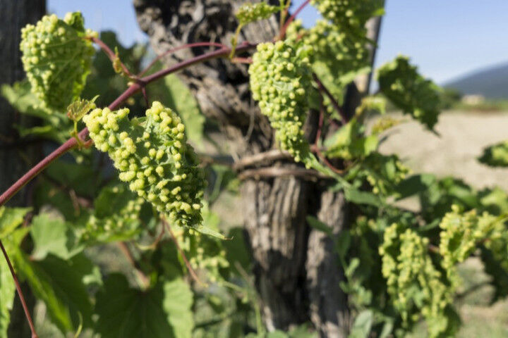 Grapevine infected by phylloxera parasite in vineyard_2022101010