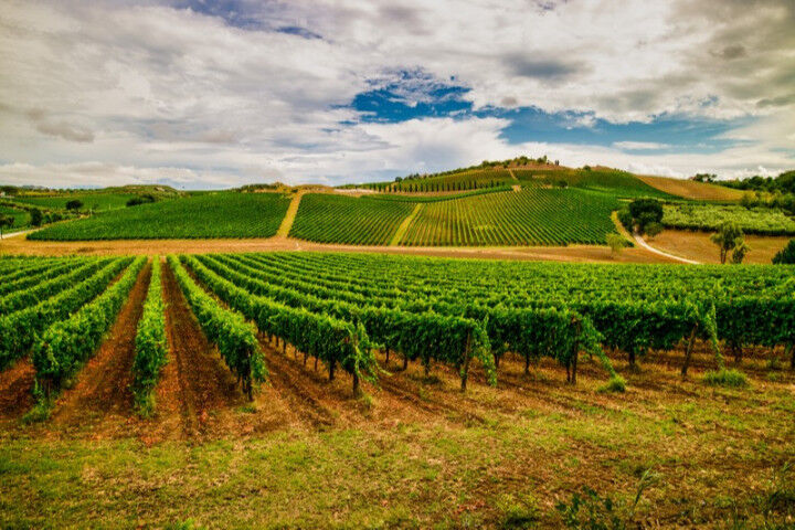 Italian vineyard in Abruzzo. The wine is Montepulciano D`Abruzzo_2022010110