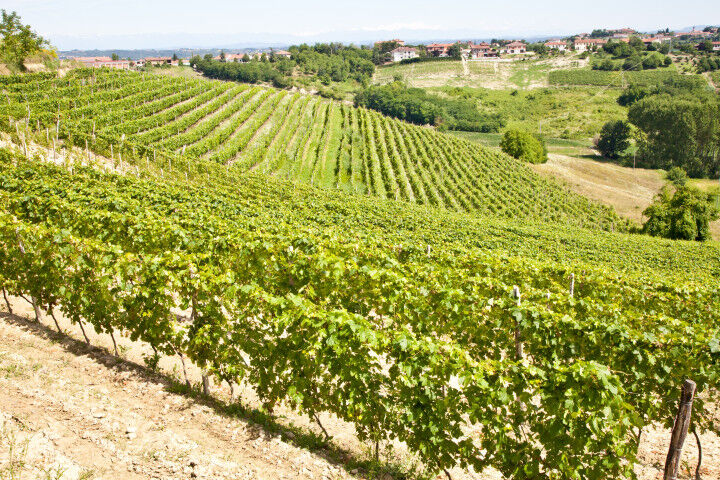 Italy - Piedmont region. Barbera vineyard_20210101