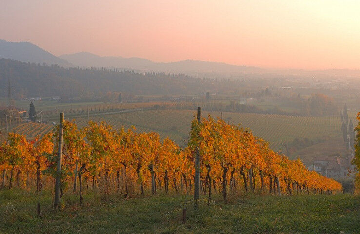 Moscato Vineyard Bergamo