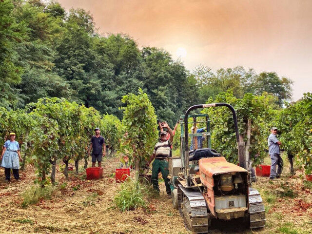 Oltrepò-Wine-producers-harvesting-grapes_20211009