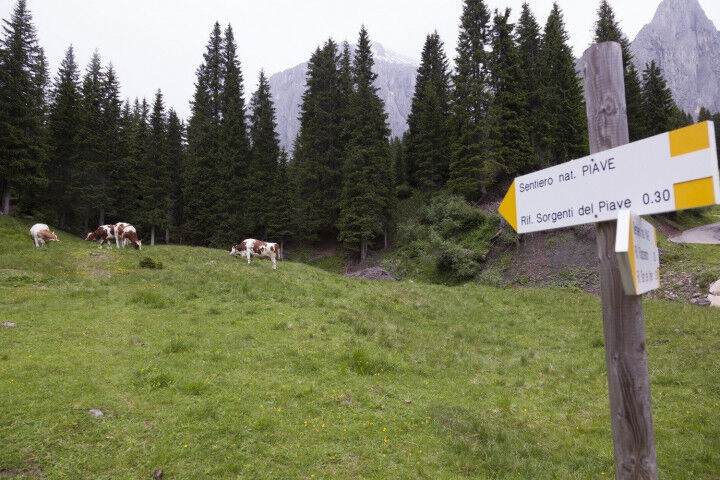 Piave-river-mountain-hiking-cows-cheese-3_20211607_8701627293405 (1)