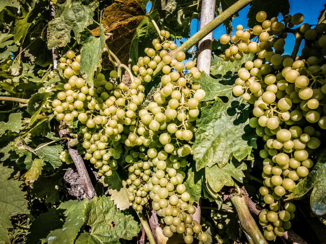 pigato_grapes_20220405