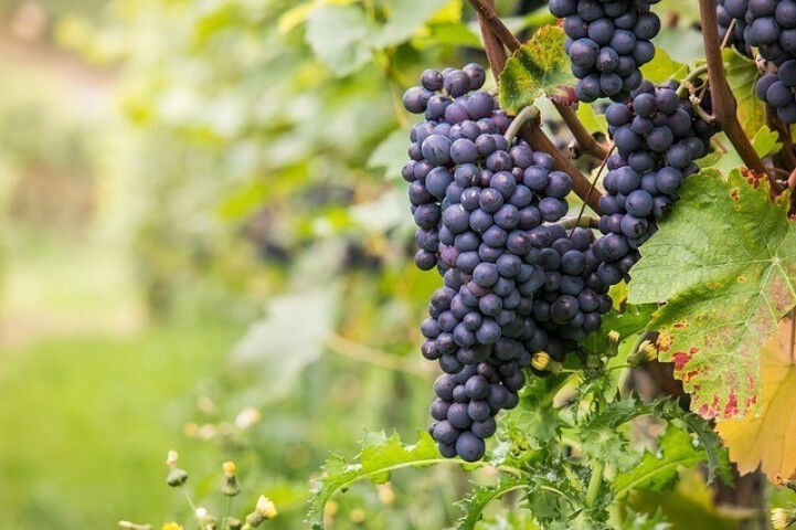 pinot-noir_grape_wine_20220323