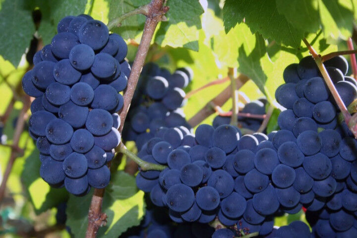 Pinot Noir Grapes