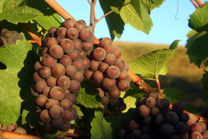 Ripe_clusters_ Pinot_Gris_grapes_20220317