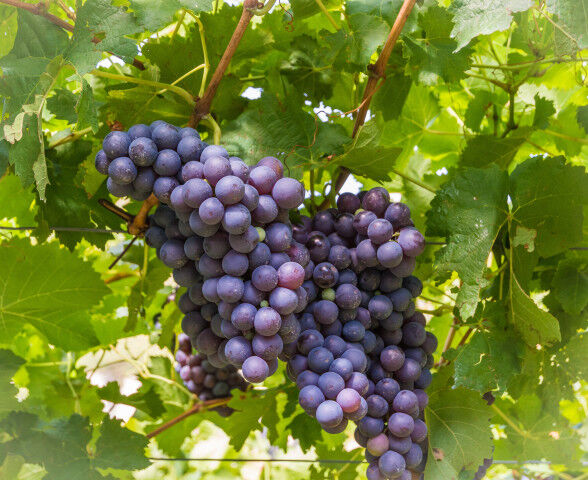 Schiava_ (Vernatsch)_grape _variety_20220519