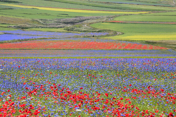 La fioritura della lenticchia a Castelluccio di Norcia. Migliaia di colori
