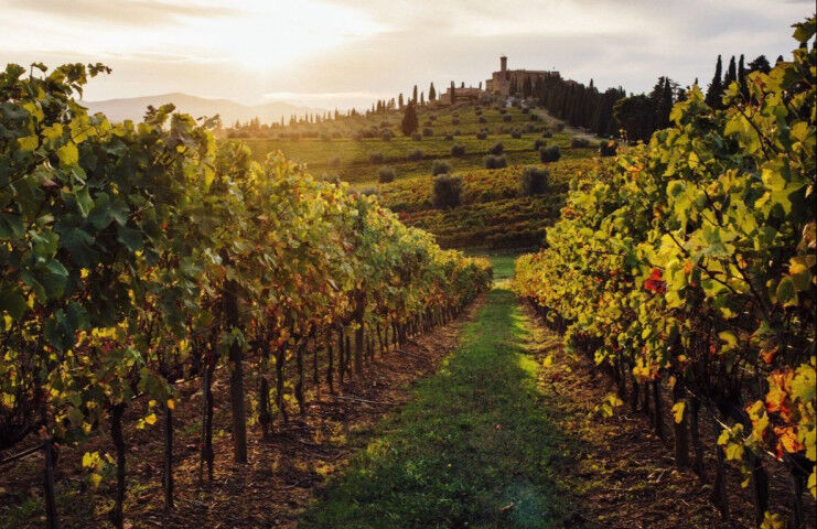 Tuscan_vineyards_20220422