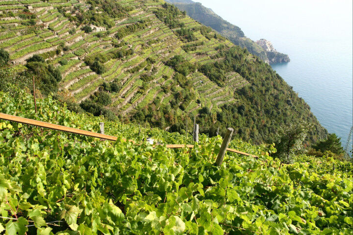 Vineyard by the sea_20201010